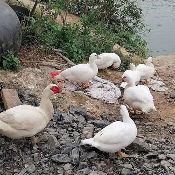 诺斯食美正番鸭福建农家散养新鲜黄皮豚鸭湖北鸳鸯鸭红脸番鸭成年西洋