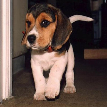 出售纯种米格鲁比格犬幼犬巴吉度比格犬猎兔犬小狗宠物狗狗活体jr