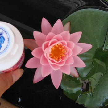 6个迷你睡莲水培植物四季易种荷花盆栽根茎块水生花卉带芽睡莲苗小睡莲科罗拉多6颗不含盆 图片价格品牌报价 京东