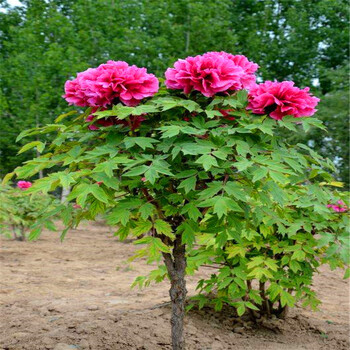 独杆牡丹花带花苞花卉植物室内花耐寒盆景 15年独杆牡丹老桩颜色可选
