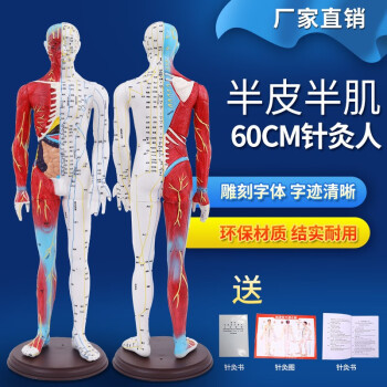 人体模型肌肉解剖型号规格- 京东