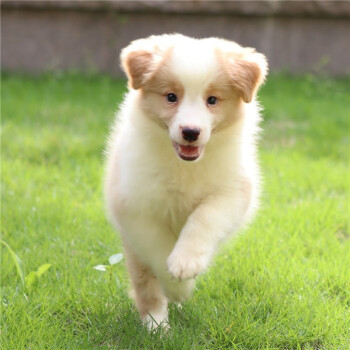 寵心伴邊牧幼犬金黃色淺金色黃白狗狗活體純種邊牧活體家養幼犬寵物