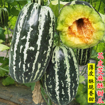 超甜芝麻脆瓜种籽绿皮春夏季水果种孑盆栽 花皮芝麻酥甜瓜原包装80粒