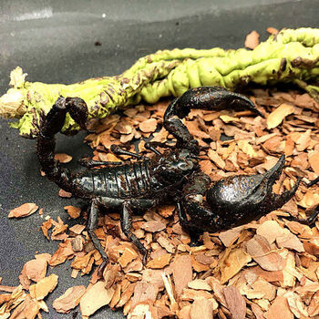 多款宠物雨林蝎子雨林蝎亚洲假帝王蝎活体幼体孕母特大个1416cm雨林蝎