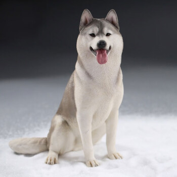 新品哈士奇西伯利亞雪橇犬擺件仿真動物模型可愛小狗狗樹脂裝飾品mrz