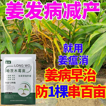 生姜专用药姜瘟病专用药大姜杀菌剂大姜根腐病治疗姜瘟净农药 姜瘟病
