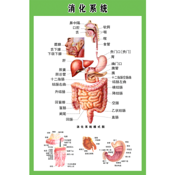 活体解剖 器官图片