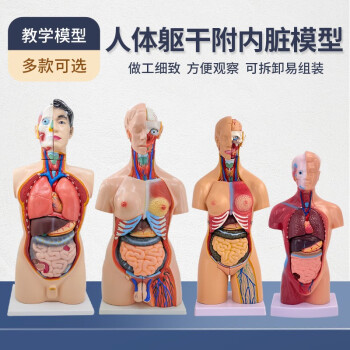 人体解剖模型价格报价行情- 京东