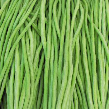 寿禾豇豆种子春夏季长豆角有架好吃缸江豆四季豆种籽高产压塌架新生鲜