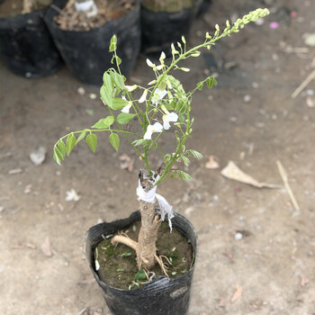紫藤花树苗紫花庭院别墅花园花卉多花爬藤植物攀援速度快白花麝香