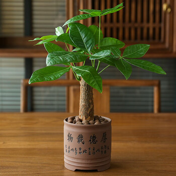 行湘发财树盆栽植物室内客厅绿植小盆景四季常青办公室好养小盆栽花卉