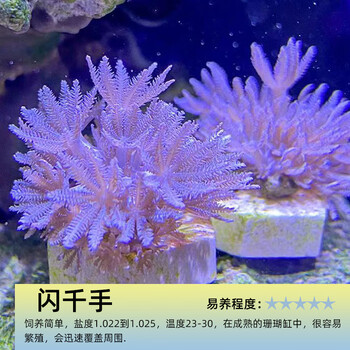 珊瑚　2 61LndUN42RL._UF894,1000_QL80_.jpg