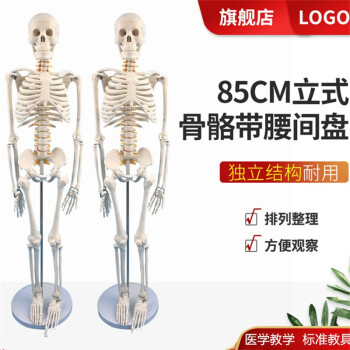 人体骨架模型85cm品牌及商品- 京东