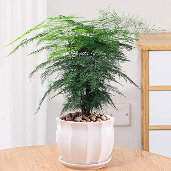 盆景室内花卉可水养文竹办公室桌面好养绿植清新空气植物白色陶瓷盆