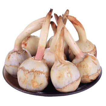 云南新鲜慈姑茨菰茨菇白马蹄鲜慈姑5斤5斤