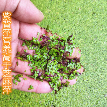 天弗水芙蓉养鱼缸造景小浮萍水草缸漂浮水生态植物养龟缸虾池净化水质紫背萍300颗 图片价格品牌报价 京东