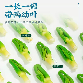 朕皇北京同仁堂莲子芯 精选品质干货莲子芯熬夜泡水喝的养生花茶120g