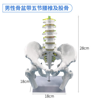 腰椎间盘模型图片- 京东
