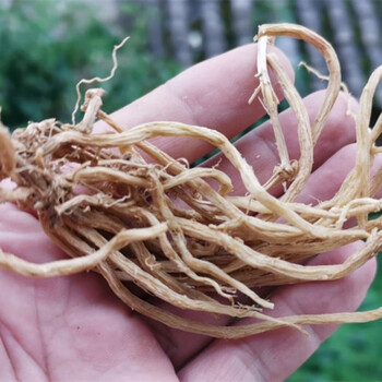 贵州野外生中草药大鹅儿肠中药原材料黑牵牛老鹳精大繁缕根干货货500