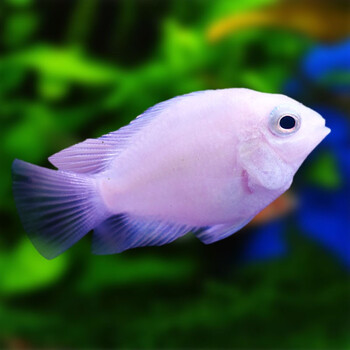 鱼多趣迷你白金鹦鹉鱼活体小型鱼热带观赏鱼淡水繁殖宠物鱼5条送1条23