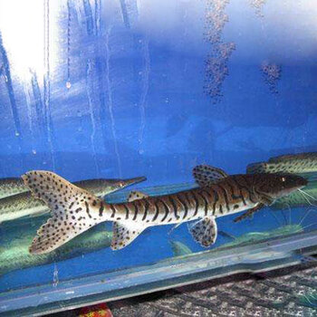 鸭嘴鲨鱼活体虎斑鸭嘴鲨斑马虎纹淡水鲨鱼大型凶猛热带观赏鱼好养v