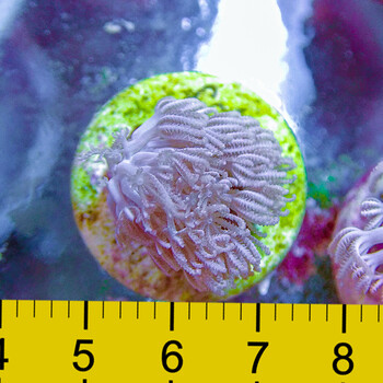 闪千手 海水珊瑚白鬼爪澳洲日本斐济加勒比活体珊瑚快递包活 斐济闪