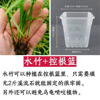 藍釉開片八方鉢 盆栽 多肉菖蒲盆栽 植木鉢 景德镇 装饰品 工艺品 置物 Chinese Elm – Curved Trunk – 6″ Pot – Wigert's Bonsai