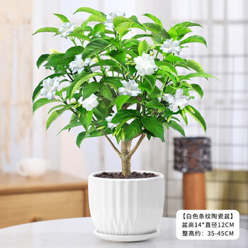 丁香花树苗盆栽花卉植物室内外阳台庭院老桩绿植四季开花好养盆景丁香花带花苞 白色条纹陶瓷盆 送肥料带盆栽好 图片价格品牌报价 京东