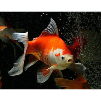 13-15cm红白草金1条【图片 价格 品牌 报价】-京东