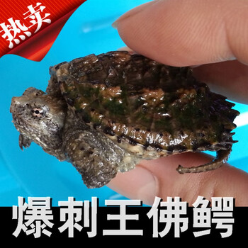黄壳小鳄龟纯佛龟大鳄杂佛北美大小e龟宠物活体水龟爆刺佛鳄 黄色