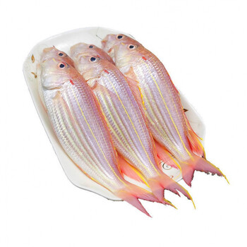 顺丰直达 湛江新鲜金线鱼海鲜水产海钓海鱼冷冻红杉鱼鲜活红三鱼金丝