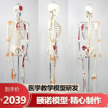 人体骨骼模型170价格及图片表- 京东