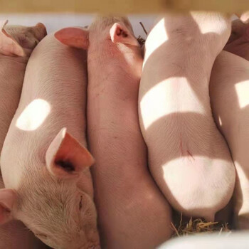 族萃正宗二元纯种长白小猪猪苗活体幼崽长太大白猪仔