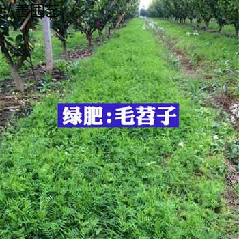 果园绿肥种子光叶紫花苕长柔毛野豌豆毛苕子田菁鼠茅草紫花苜蓿紫云英三叶草种子养蜂蜜源植物 绿肥 毛苕子1斤装 图片价格品牌报价 京东