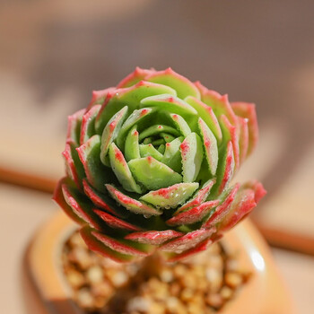 薄化妆多肉植物老桩绿蔷薇办公室阳台精品盆栽绿植萌肉肉探戈肉肉