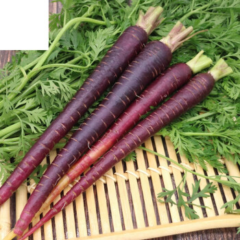 山东紫胡萝卜水果萝卜新鲜紫色萝卜紫皮黄萝卜生吃蔬菜25kg