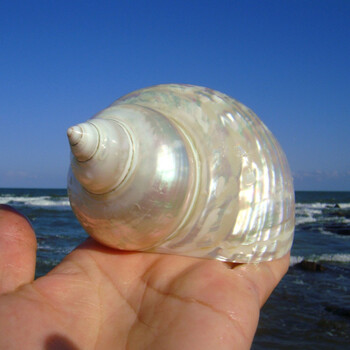 螺海星礼盒海洋生物科普幼儿园儿童把玩寄居蟹壳白色珍珠螺10cm左右