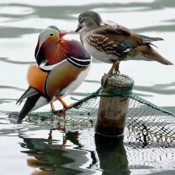 活体鸳鸯鸟人工养殖鸳鸯苗正宗鸳鸯鸭网红七彩鸳鸯幼崽纯种鸳鸯苗