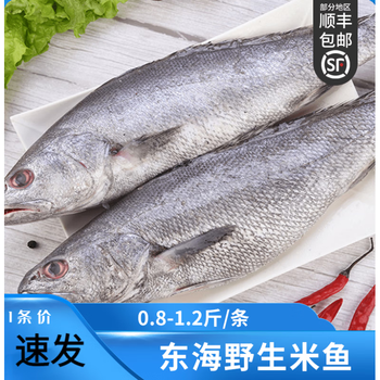 拾茗集 米鱼新鲜冷冻东海舟山深海海鲜鳘鱼大鮸鱼敏鱼冰冻鮸单条约1斤【图片 价格 品牌 报价】-京东