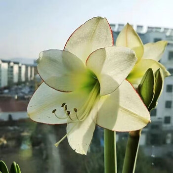 花边石竹(重瓣)浓香大花 球直径3-4cm【明年开花】