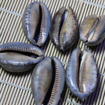 紫贝齿中药材 紫贝 紫贝子 贝齿 大个500克