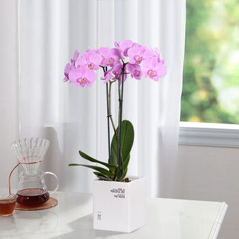 一枝蝴蝶兰 一枝蝴蝶兰布卢明顿2梗蝴蝶兰盆栽花卉教师节礼物送老师同学朋友礼品带花粉色含盆象牙白方 行情报价价格评测 京东