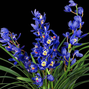 矮种灵素荷浓香型兰花苗名贵建兰四季开花室内盆栽绿植花卉 蓝宝石3苗