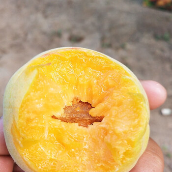 山西大同阳高大接杏应季大黄杏现摘现发 红色