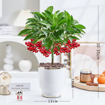 绘篱莎富贵籽盆栽带果金玉满堂绿植花卉招财植物室内客厅好养盆景年宵