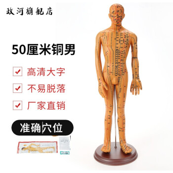 人体穴位模型品牌及商品- 京东