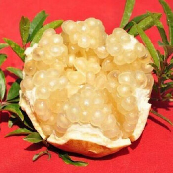 精选石榴树苗突尼斯软籽石榴苗盆栽地栽南方北方种植结果树苗白玉石榴