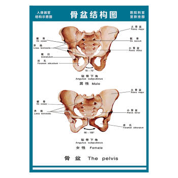 女性盆骨结构图及名称图片