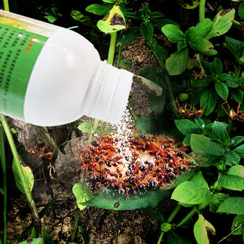 达豪 蚂蚁药红火蚁药专用卫生野外果园户外杀蚁饵剂500g瓶装