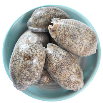 紫贝齿紫贝文贝紫贝子南蛇牙齿中药材500克